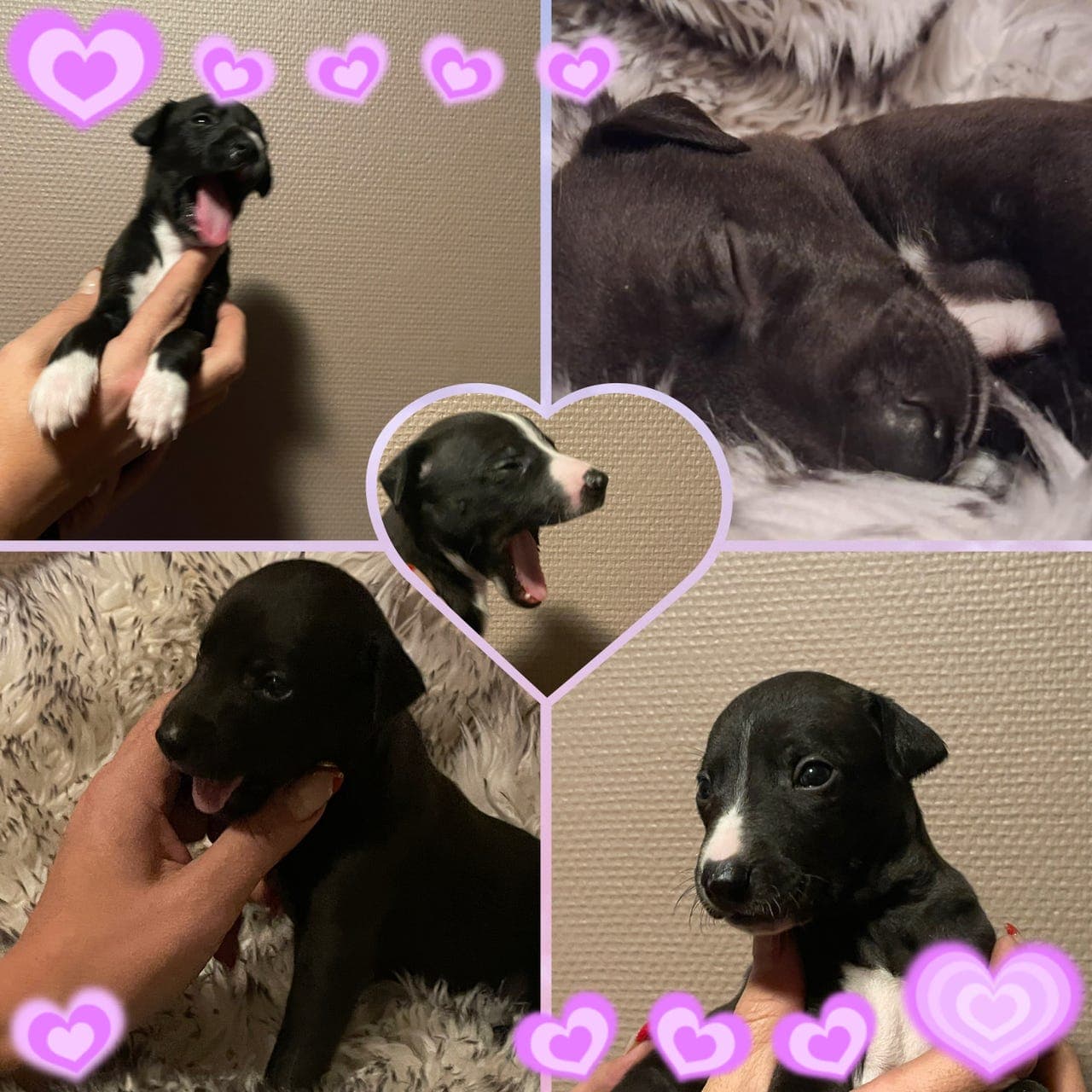 Whippetvalper - 5 sorte Diamanter!