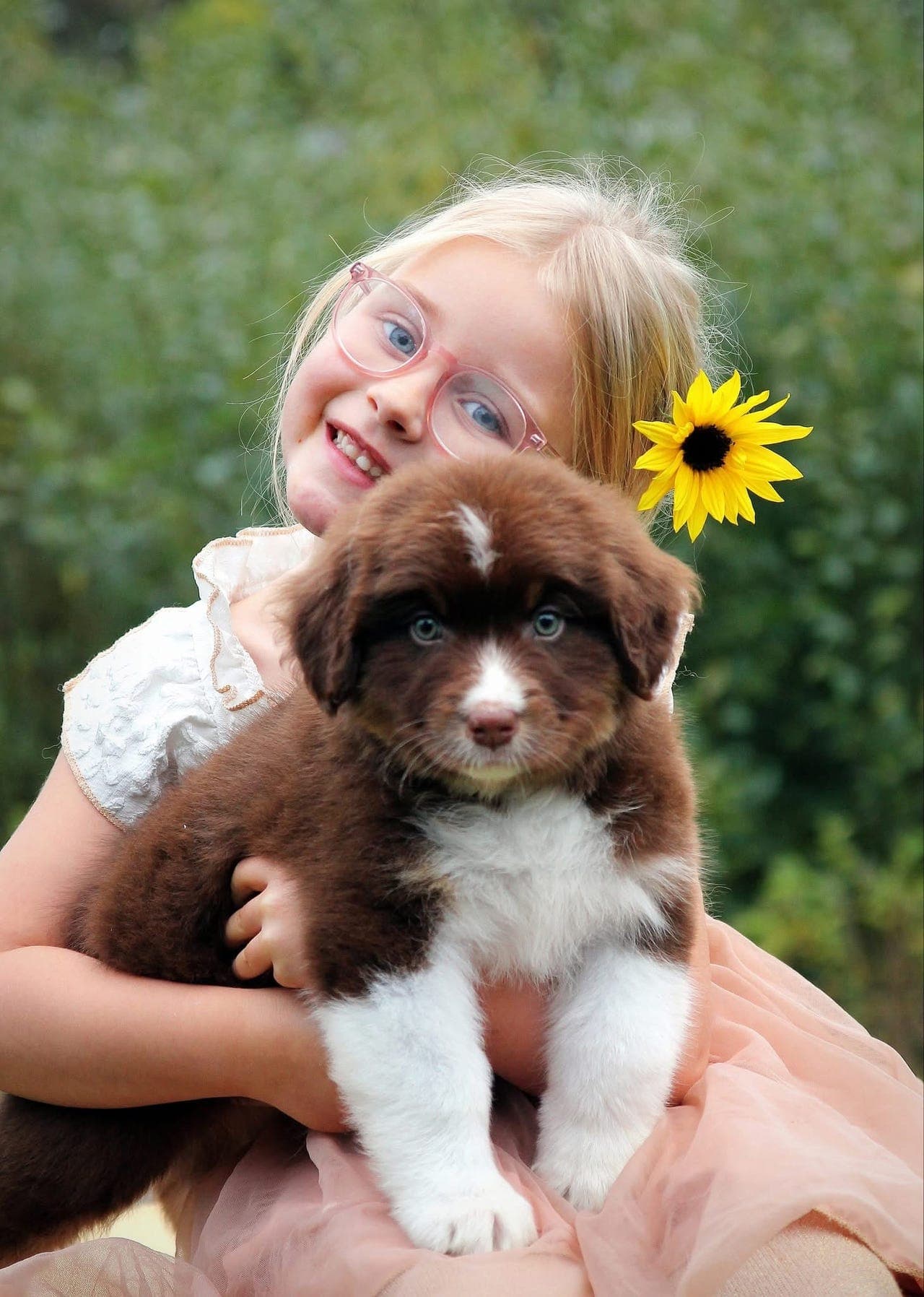 Australian Shepherd gutt 9 uker 🤎