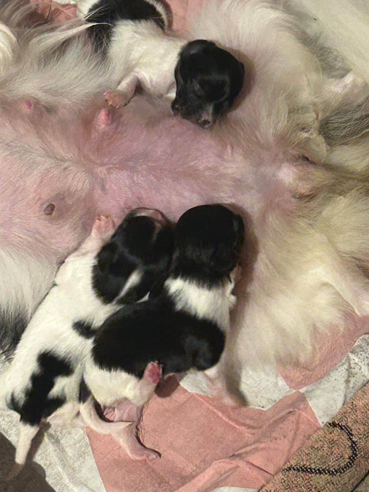 Vakker liten papillon tispe, av premierte foreldre!