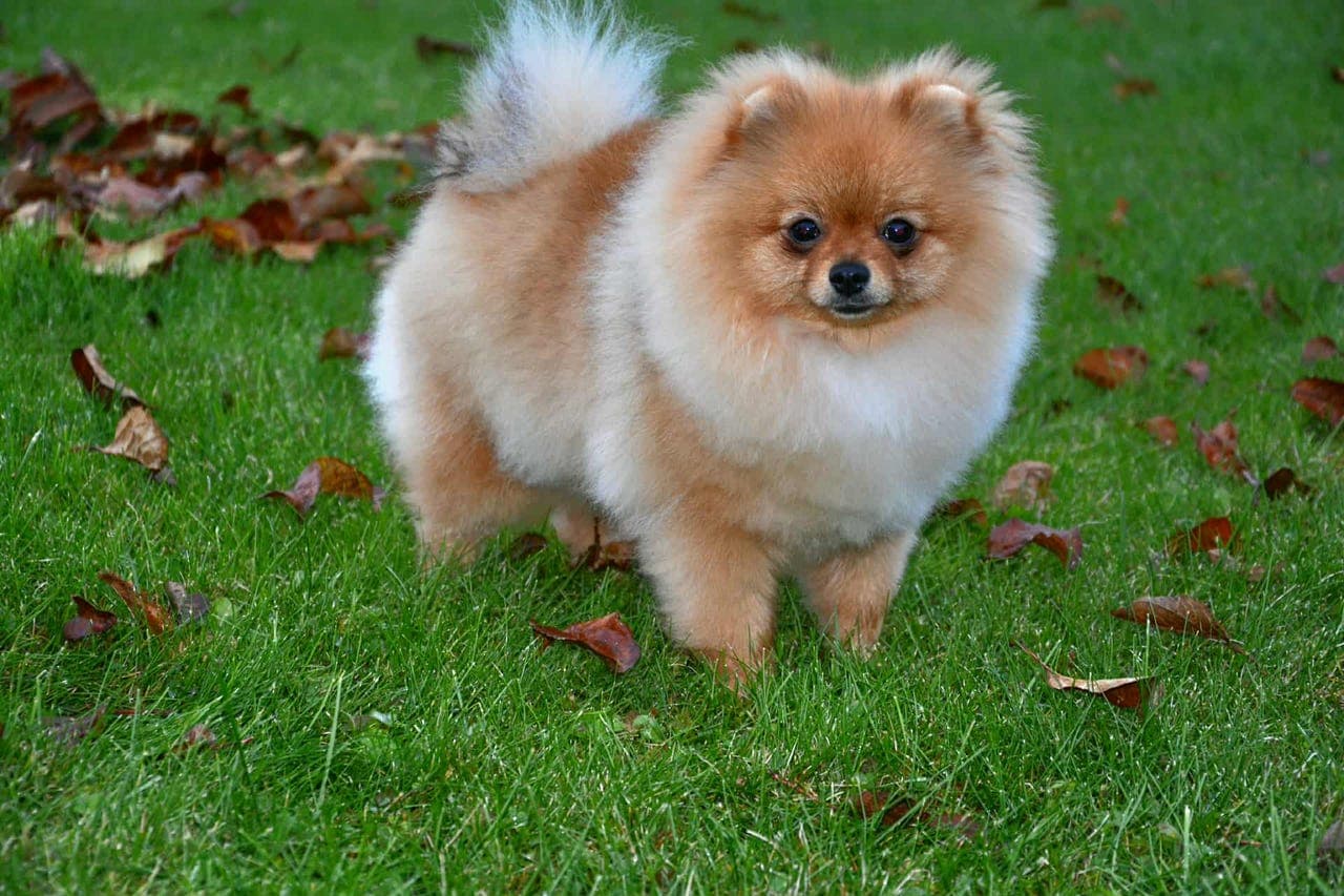 Pomeranian jente