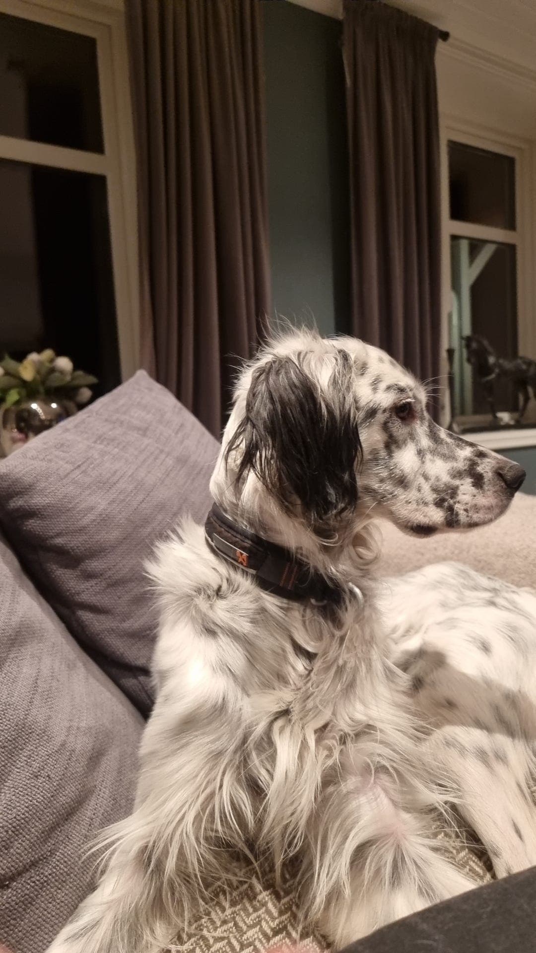 Engelsk setter selges.