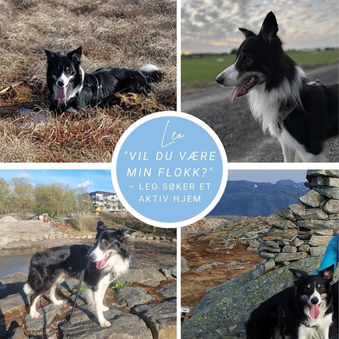 🐾 Leo – aktiv og herlig Border Collie på 2 år 💙