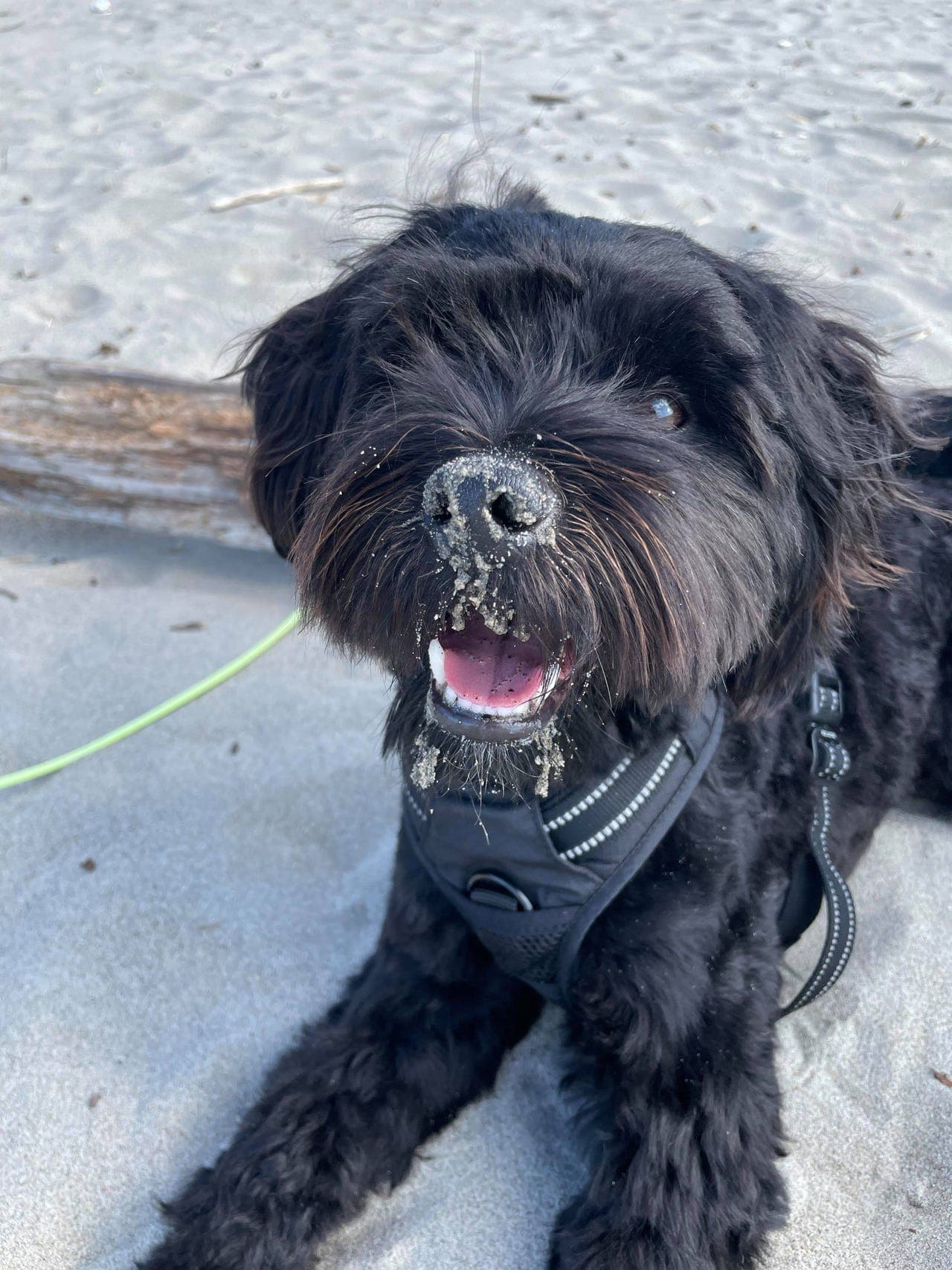 Mio søker deltids-hjem