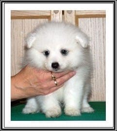 Japansk spisshund valper