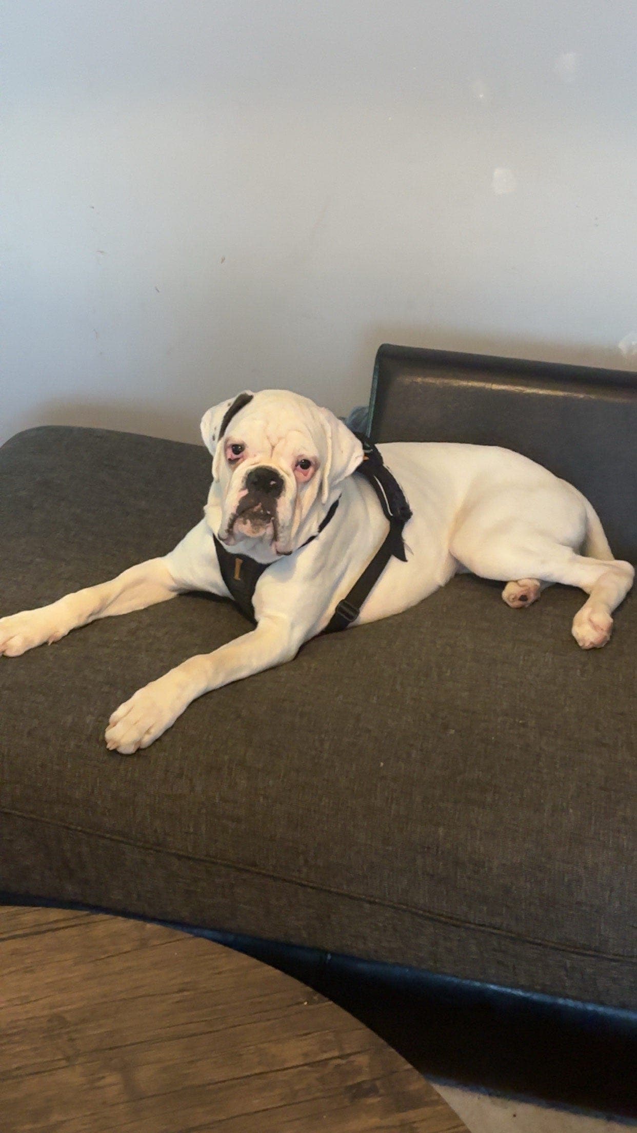 Boxer valp på 8 måneder