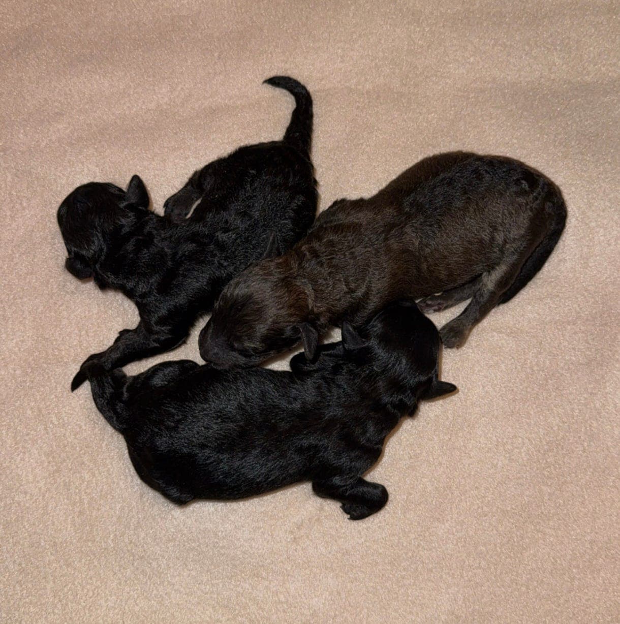 Nydelige dvergpuddelvalper – leveringsklare til jul 🎄