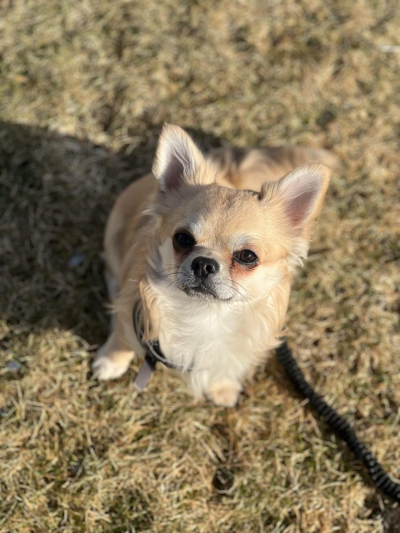 Langhåret Chihuahua hann