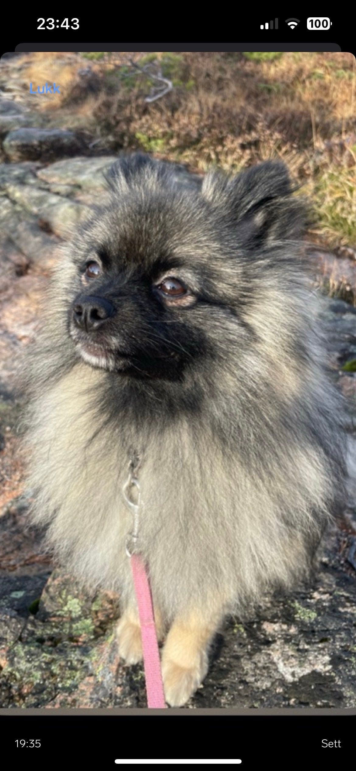 Kleinspitz søker forvertshjem .