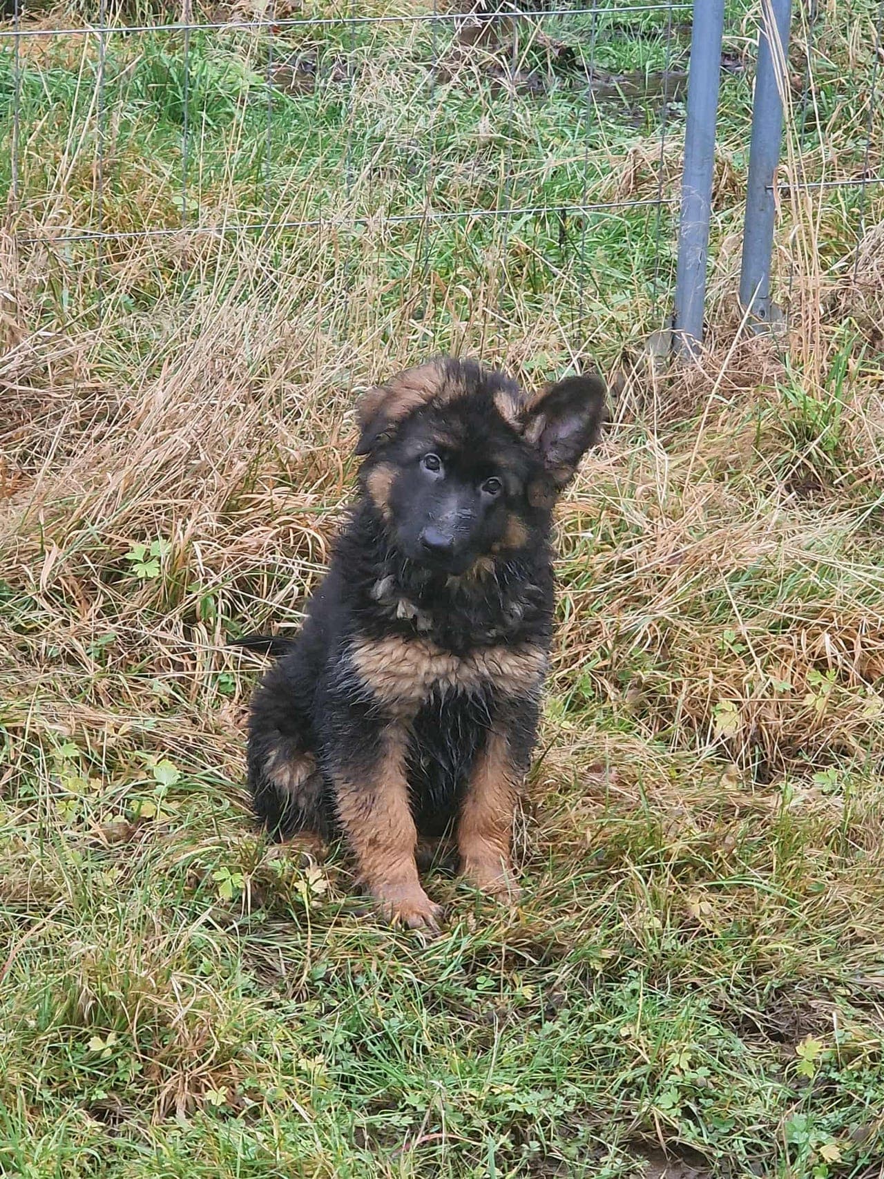 Flotte mørke Langhårs valper