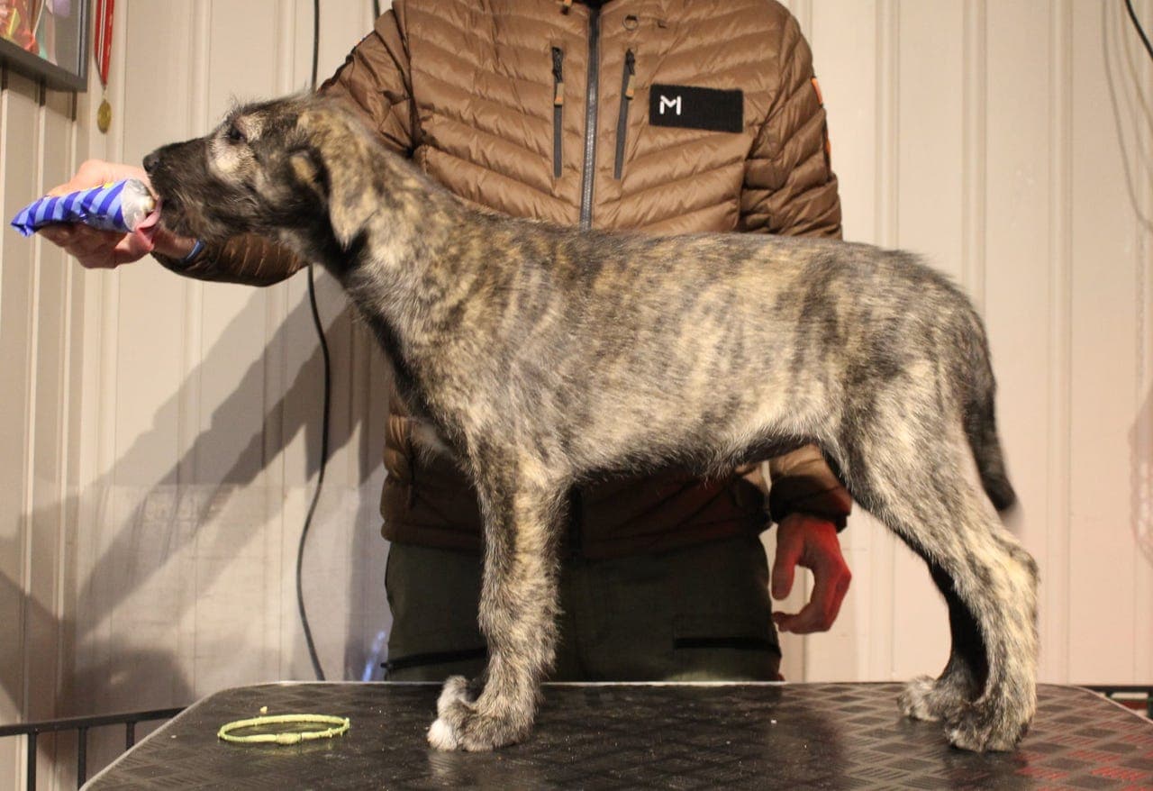 Irsk ulvehund valper