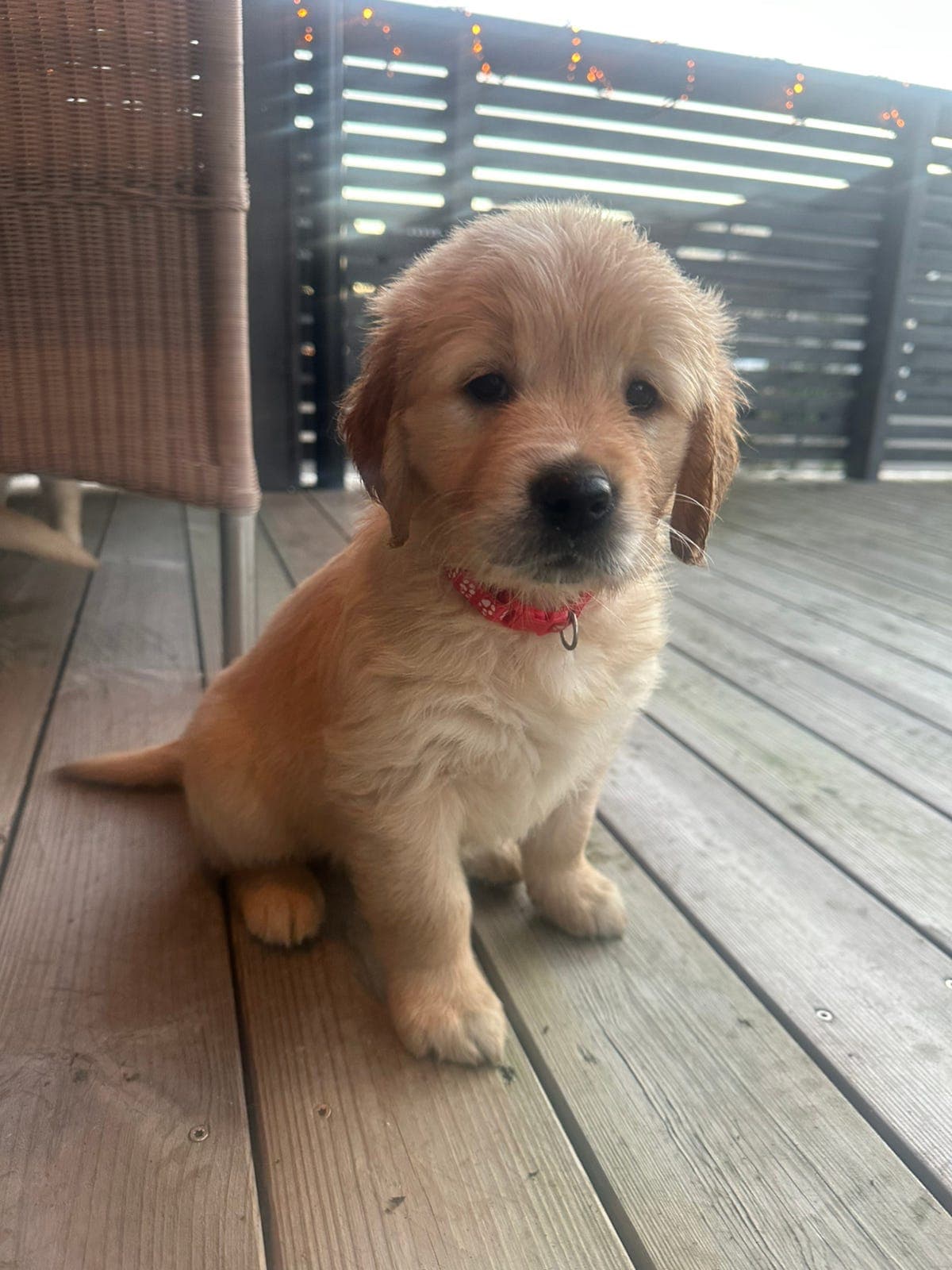 Golden retriever valper