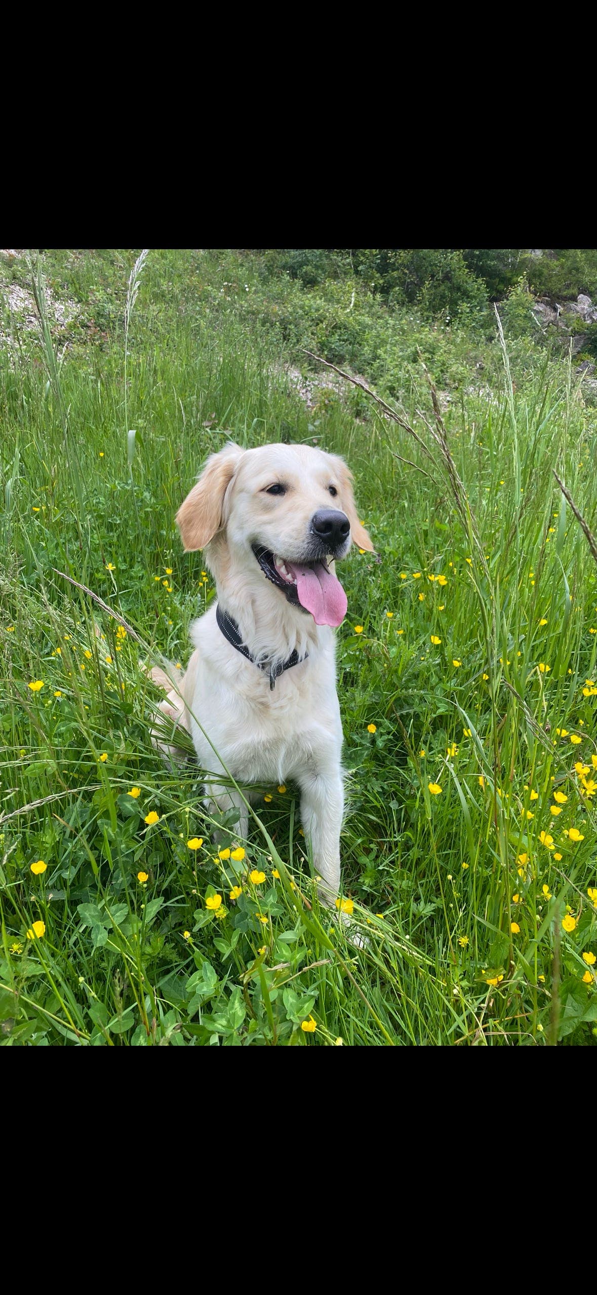 Golden retriever valper