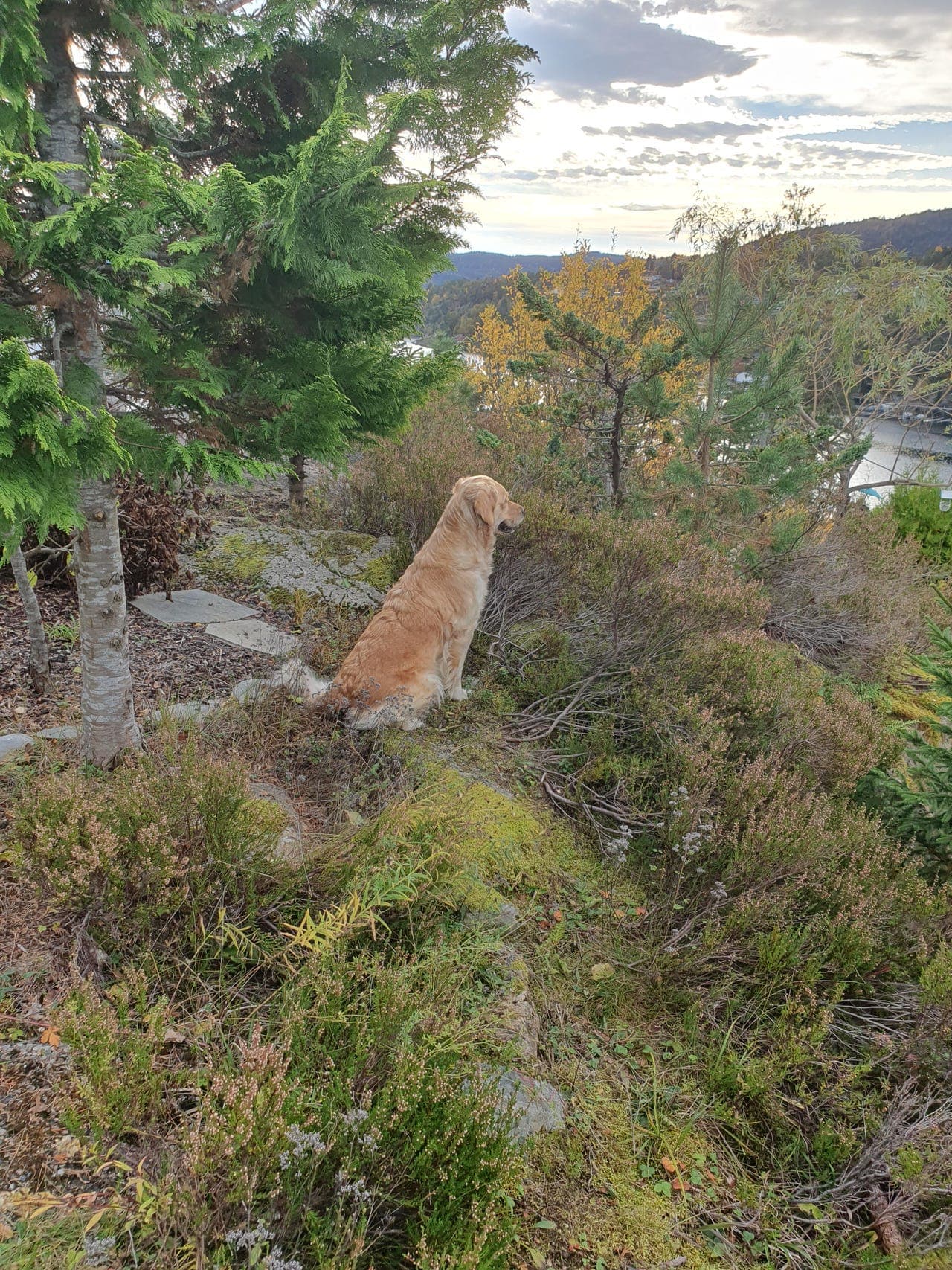 🐶 Golden Retriever-valper søker aktive og kjærlige hjem 🏡