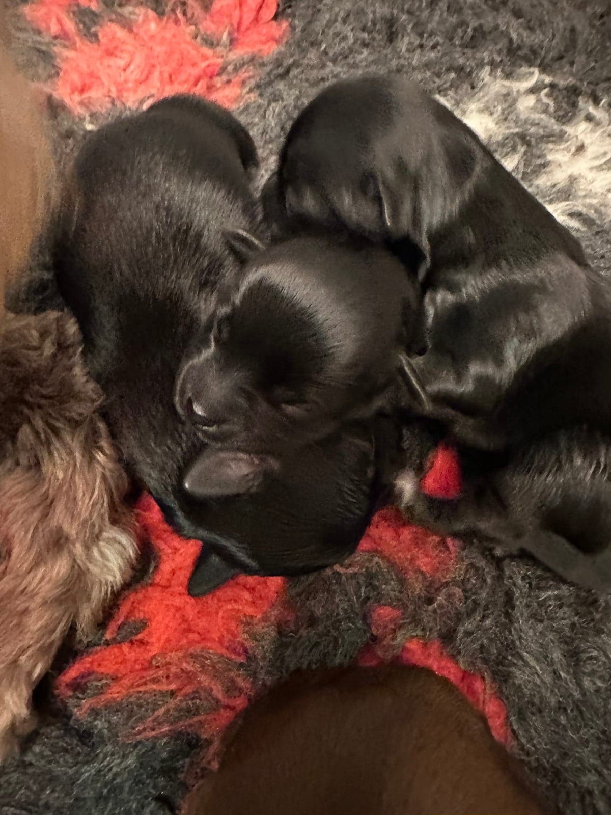 Bichon Havanais valper