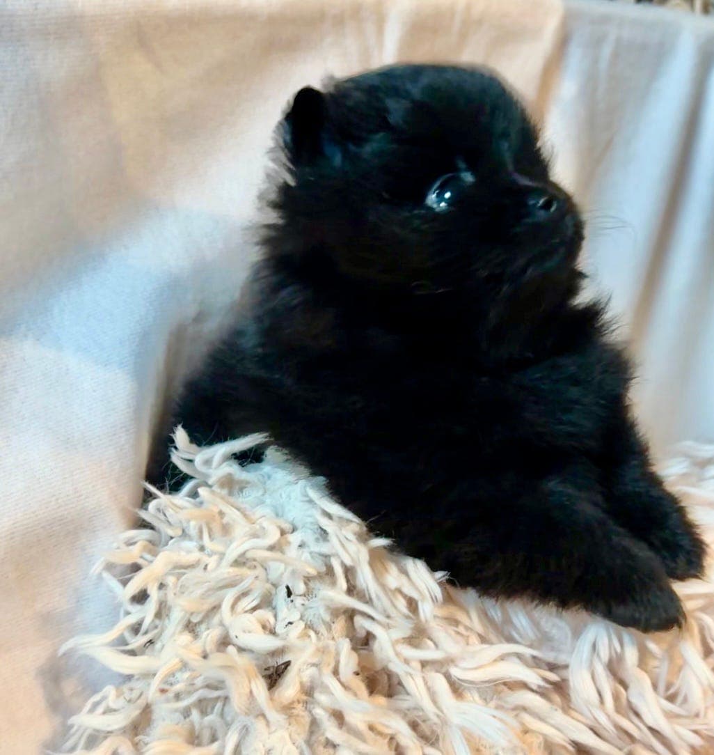 Pomeranian tispevalp