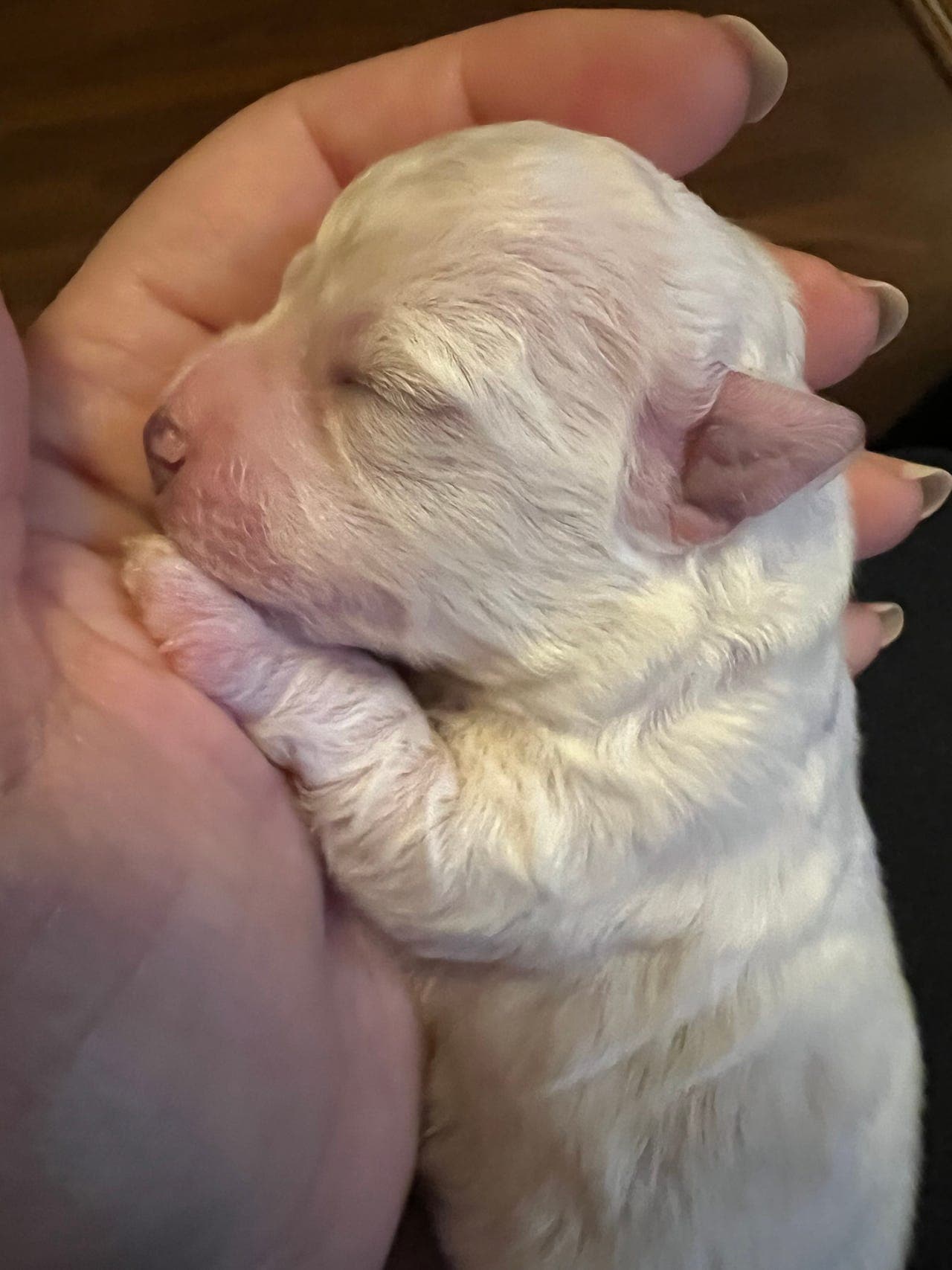 Renraset Bichon Frisé Valper NKK registrerte.