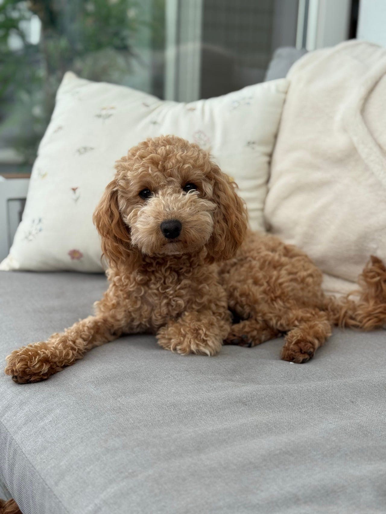 Søker fòrvert til dvergpuddel tispe