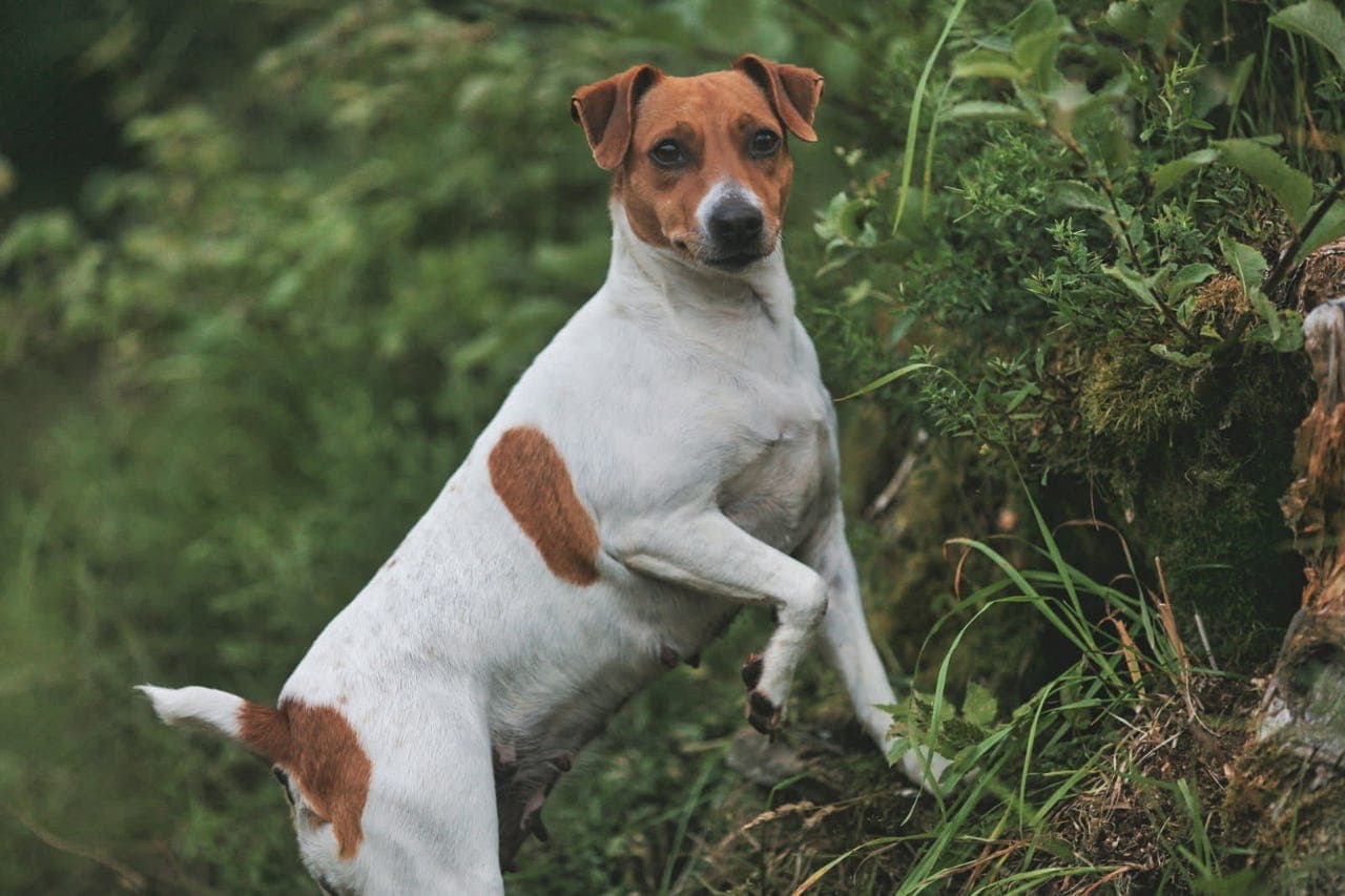 Dansk-Svensk gårdshund valper
