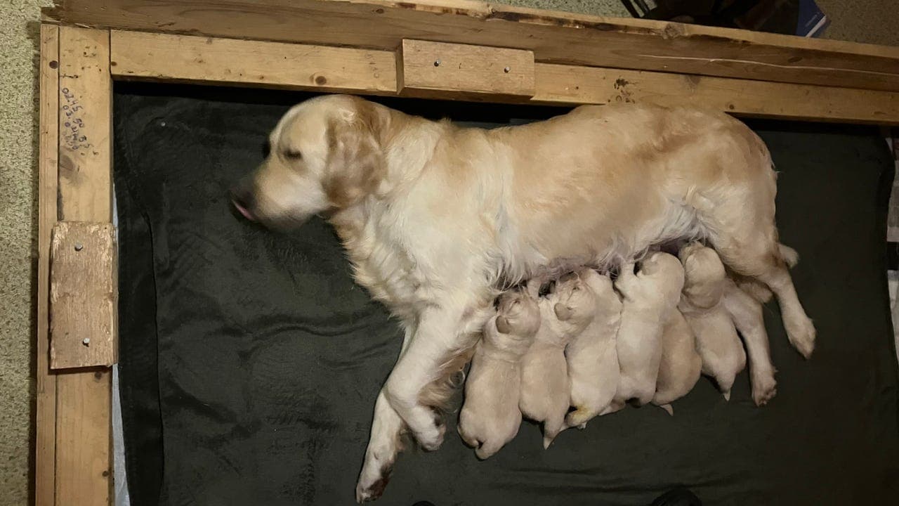 Golden retriver valper født 25/11 ❤️