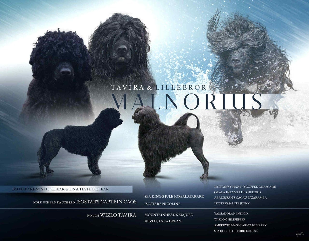 Nydelig portugisiske vannhund valper