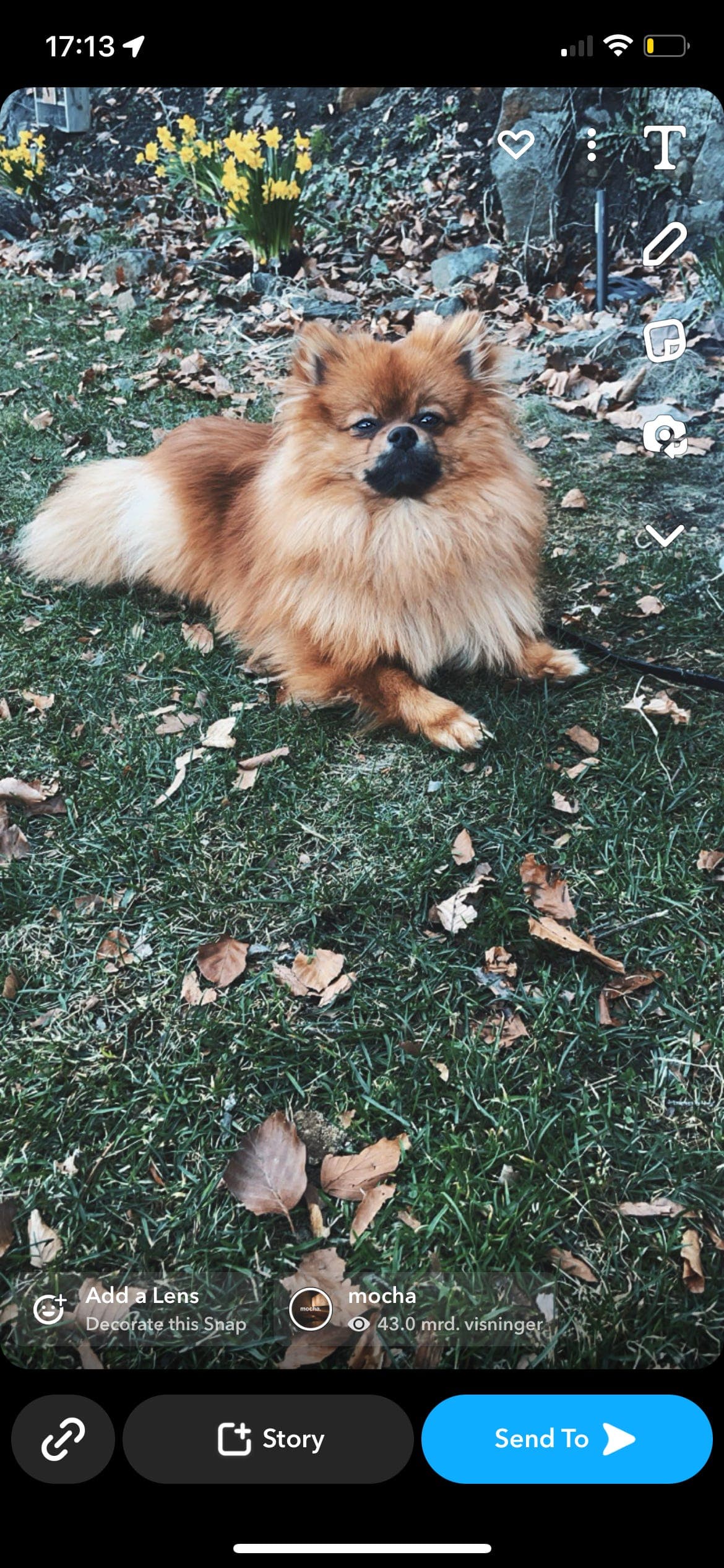 Pomeranian hannhund