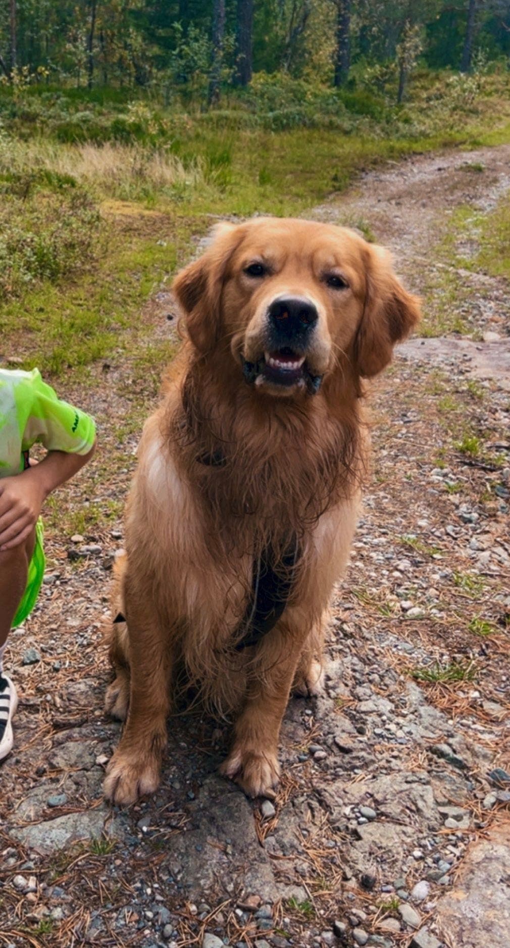 Golden Retriever 1,5 år