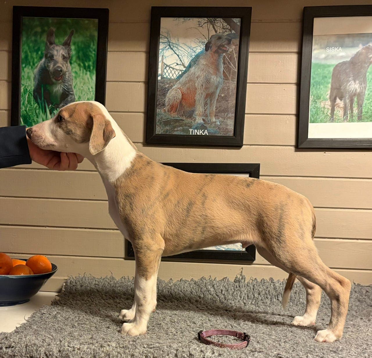 Whippet valper ❤️