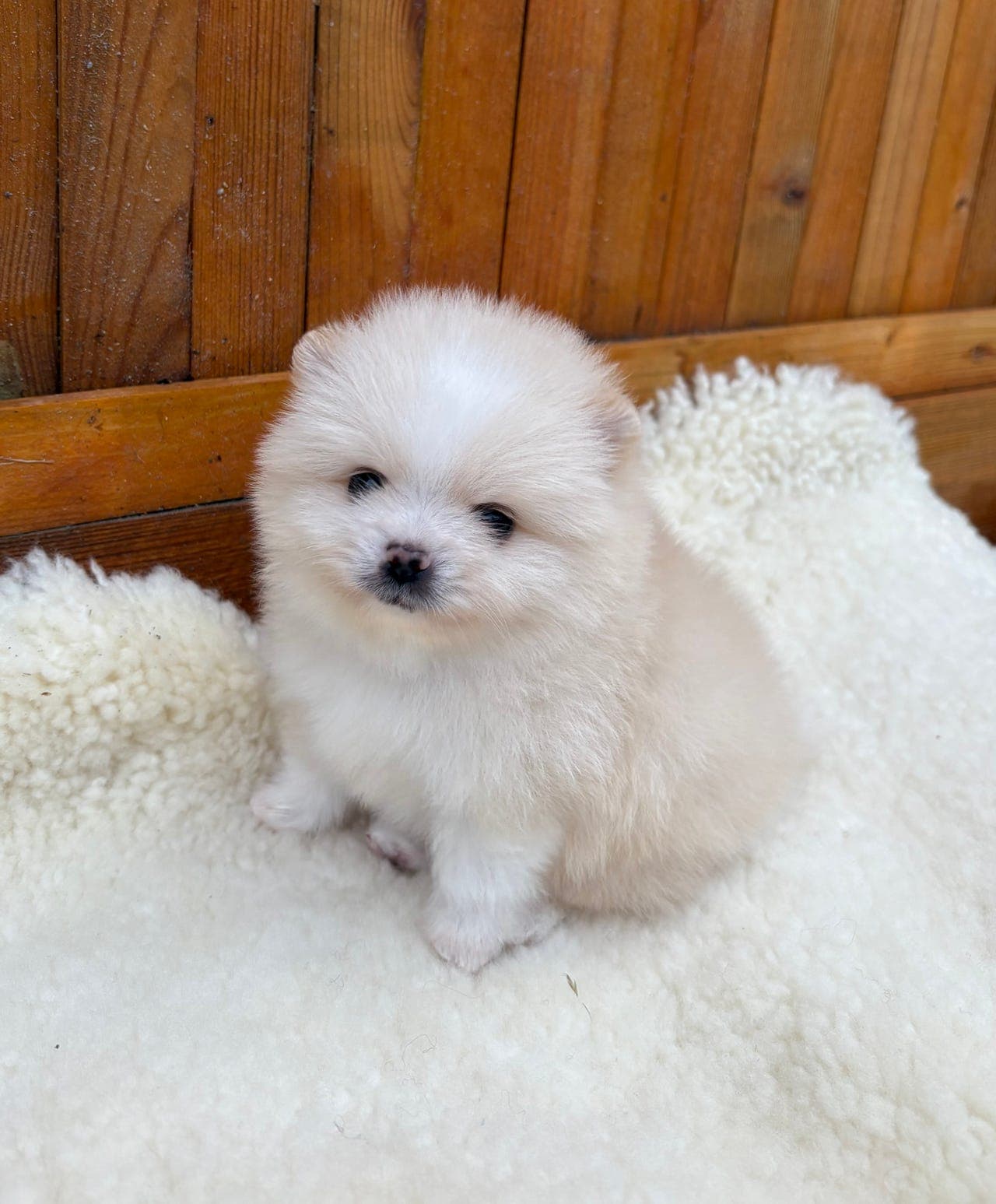 Nydelig NKK reg pomeranian tispevalp