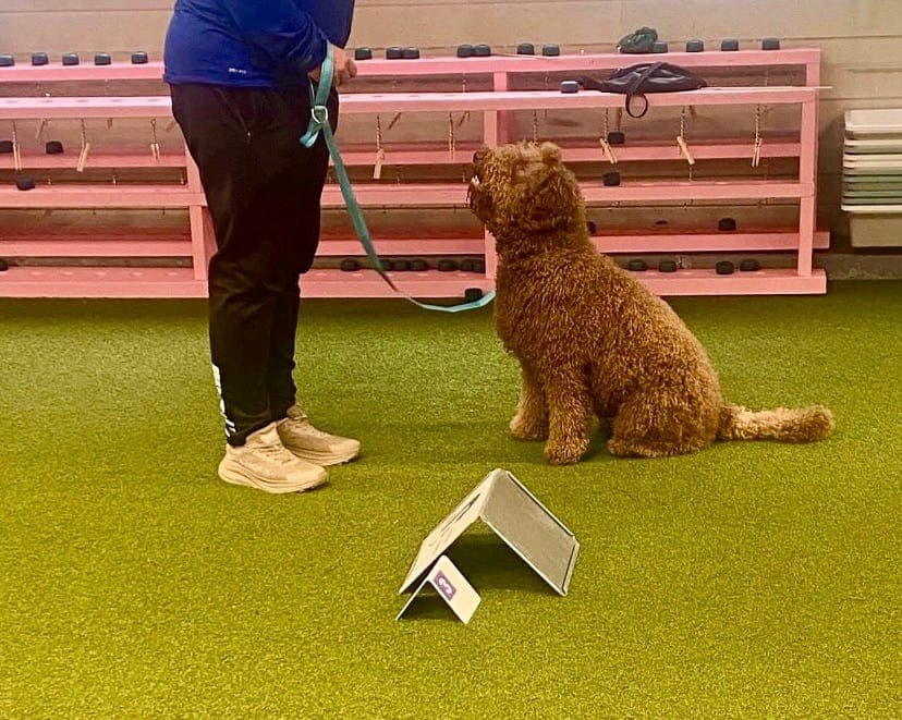 Lovende, nysgjerrig og trygg valp fra gode arbeidslinjer søker treningskamerat!