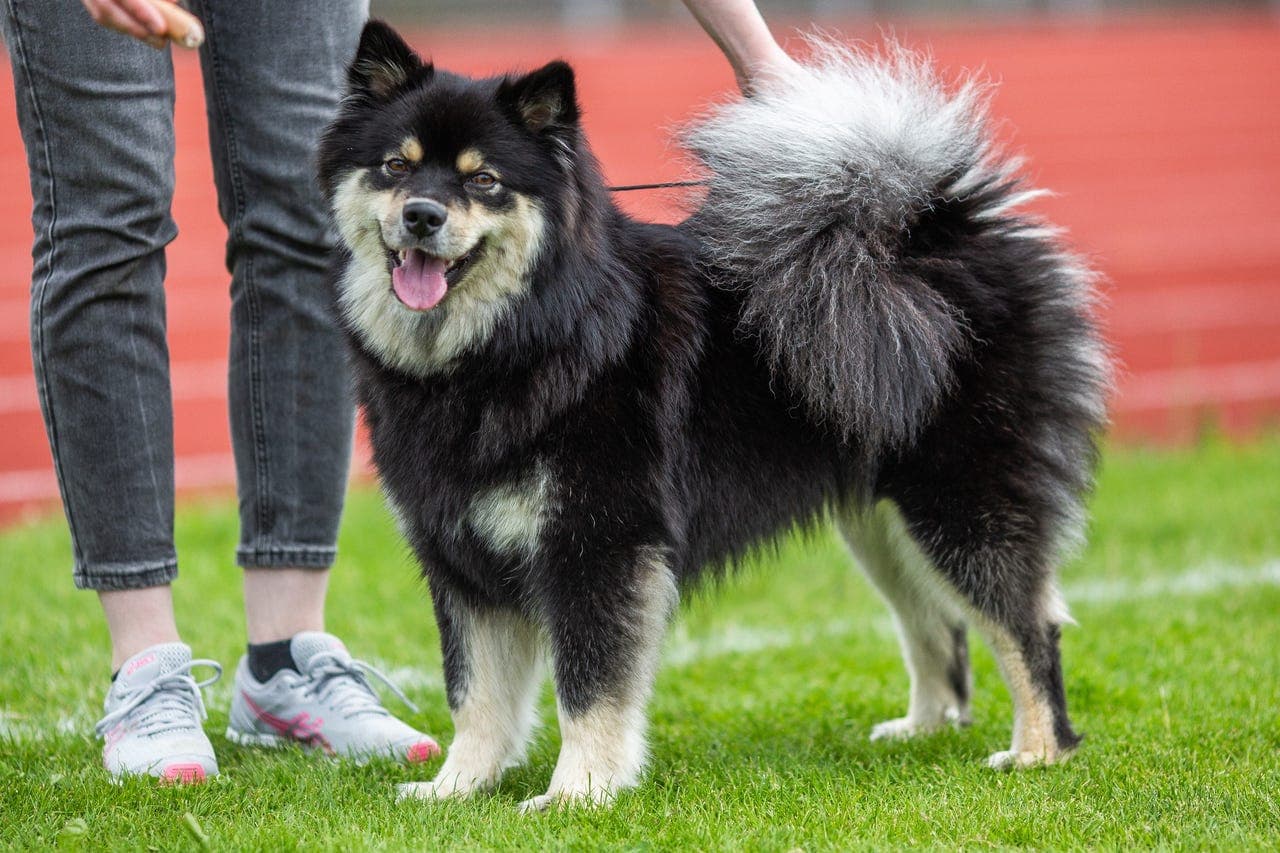 Finsk lapphund