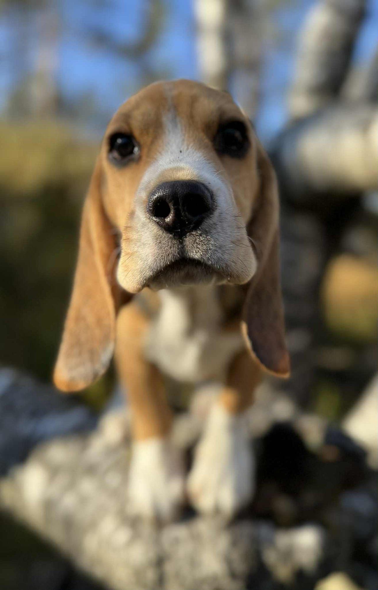 Beagle valp