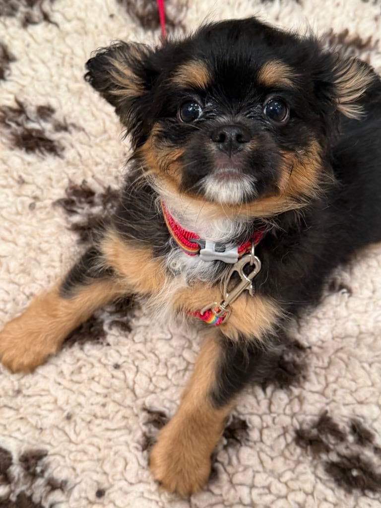 Nydelige valper tilsalgs ny pris