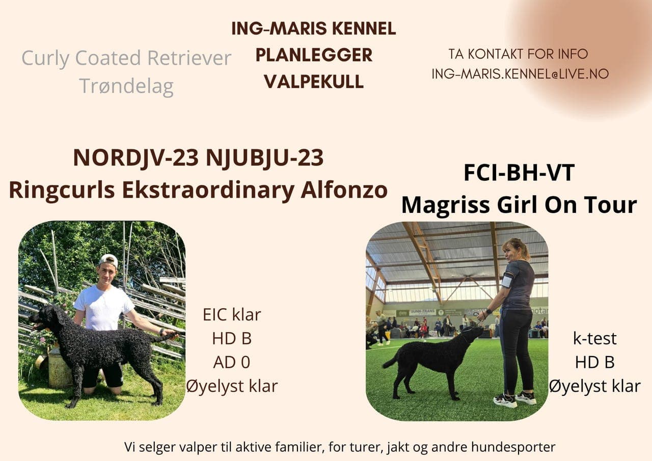 Valper ventes Curly coated Retriever