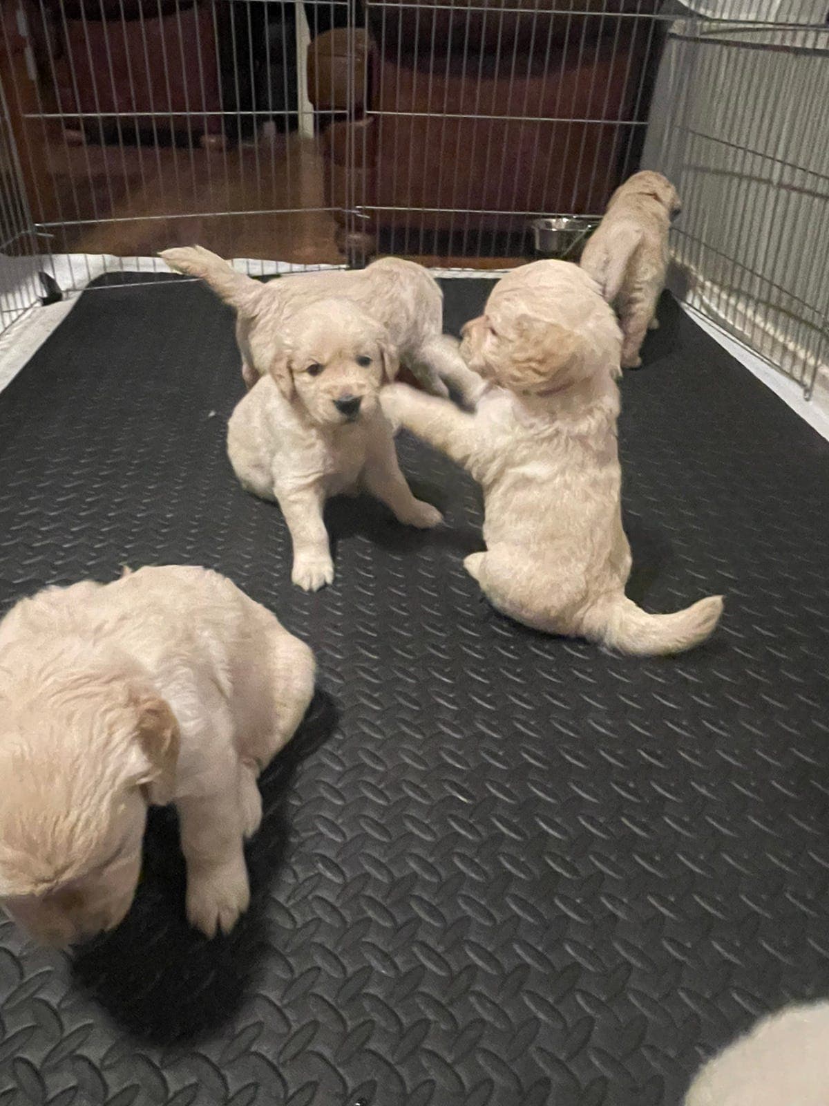 Golden retrivier   valper med stamtavle og kjøpekontrakt, 3 valper  ledig