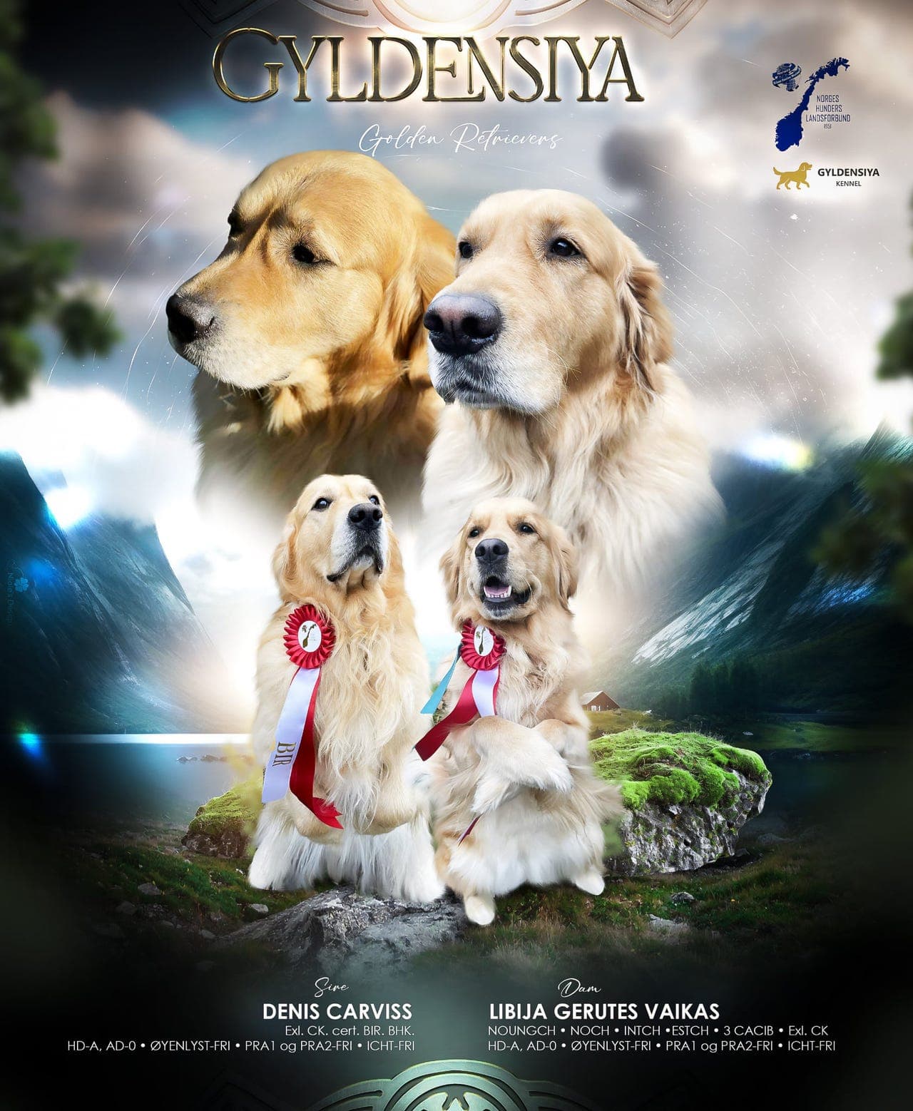 Golden retrivier  gylden valper med stamtavle