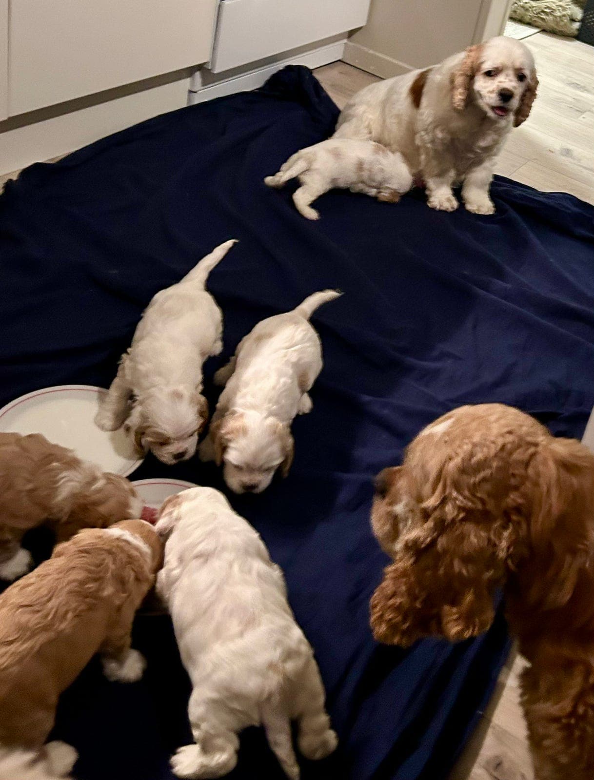 Amerikansk Cocker Spaniel