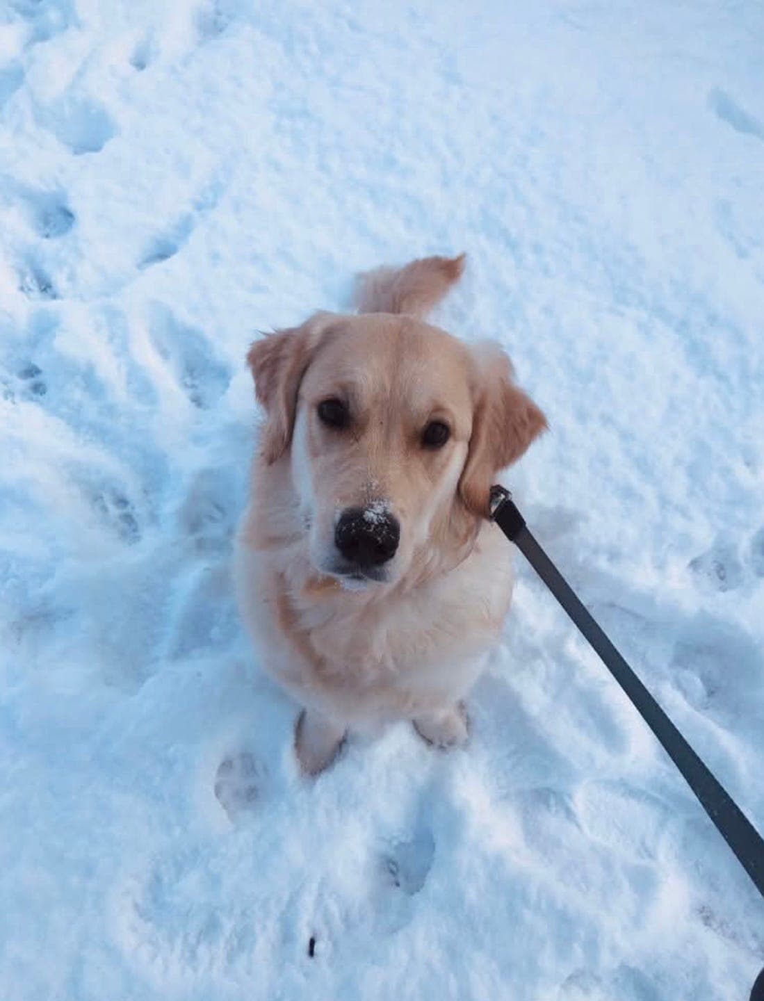 Golden retriever tispe