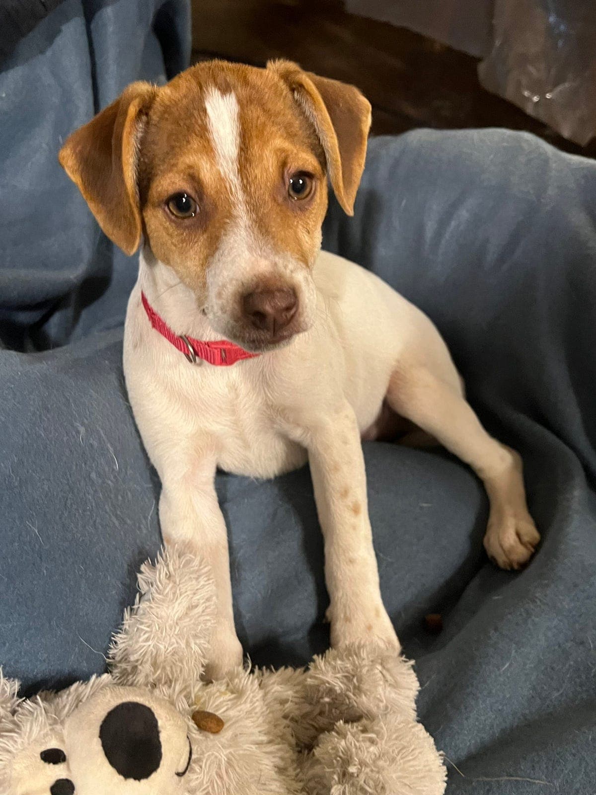 Dansk Svensk Gårdshund 🐶 Bella 🩷