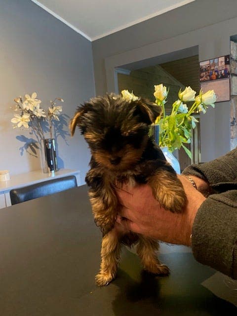 Leveringsklare, skjønne Yorkshire Terrier gutter!