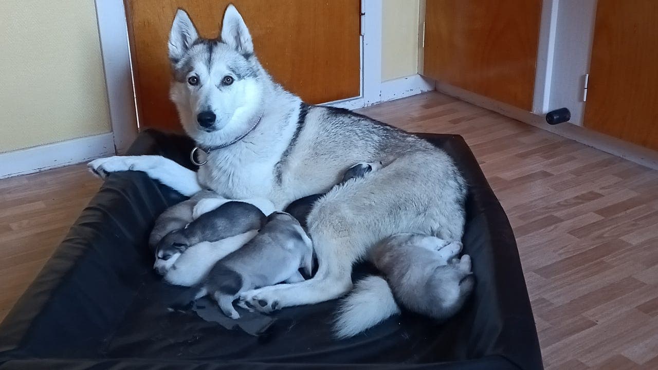 Siberian husky valper selges