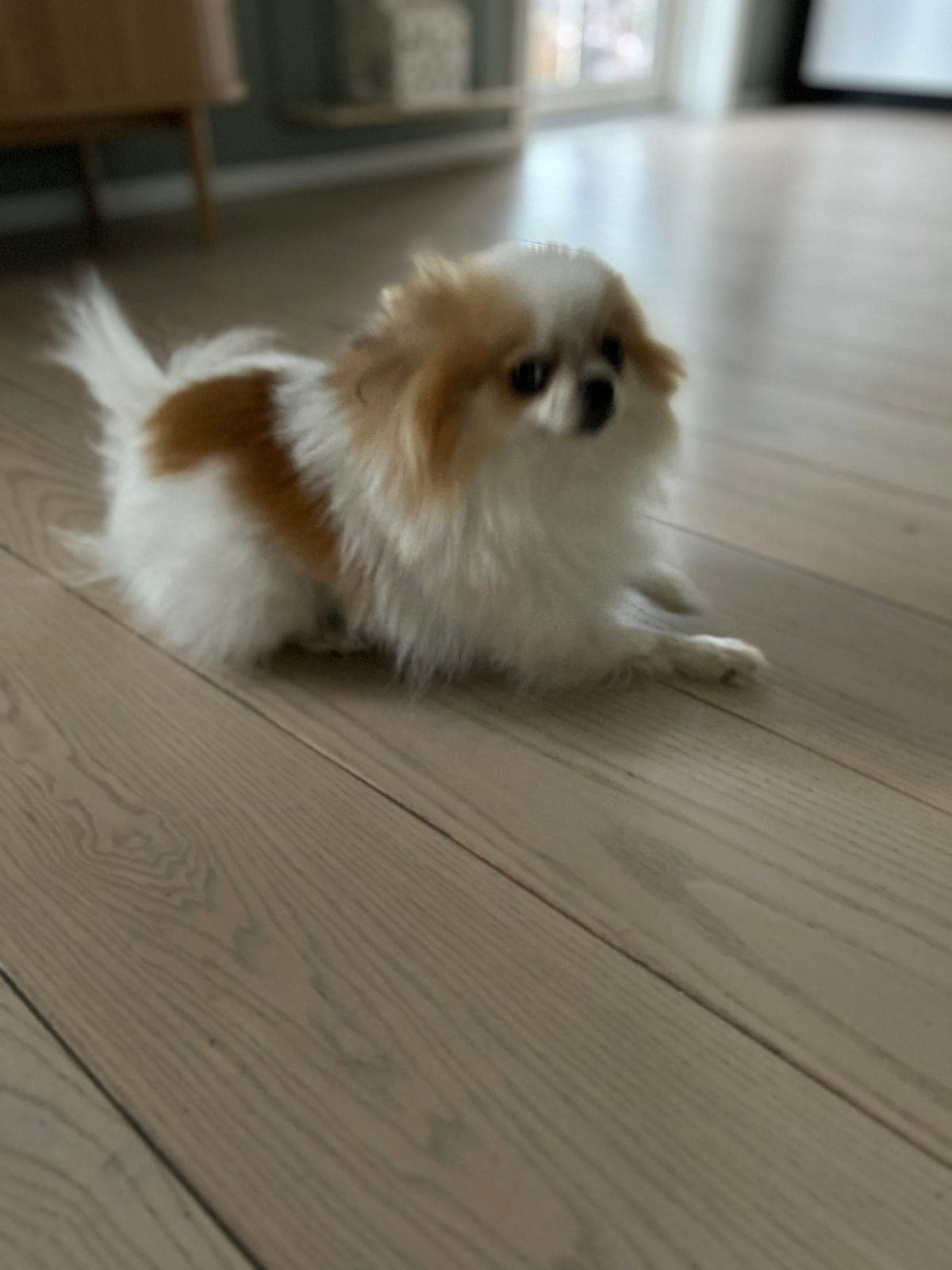 Nydelig Pomeranian tispe til salgs