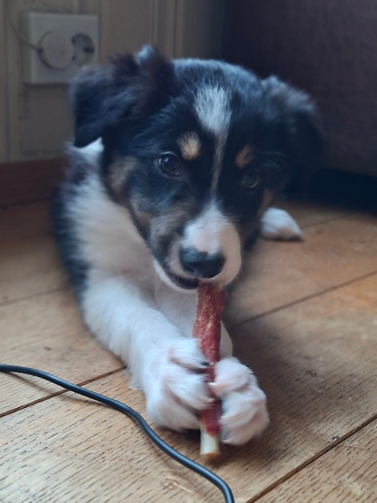 Tricolor Border collie han valper 3 valper igjen😀