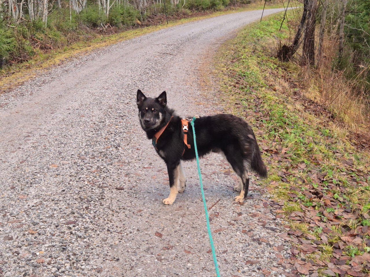 Lapsk vallhund - omplassering
