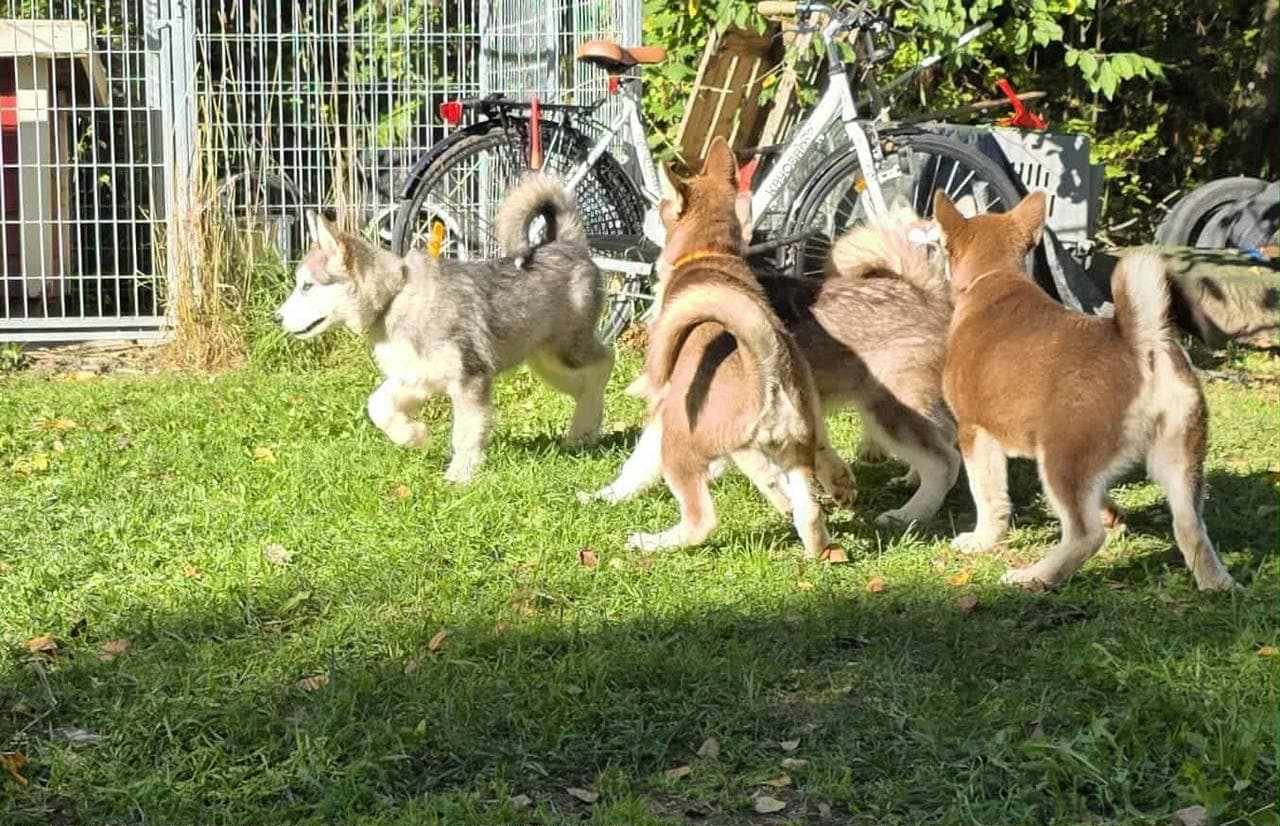 Alaskan Malamute valper