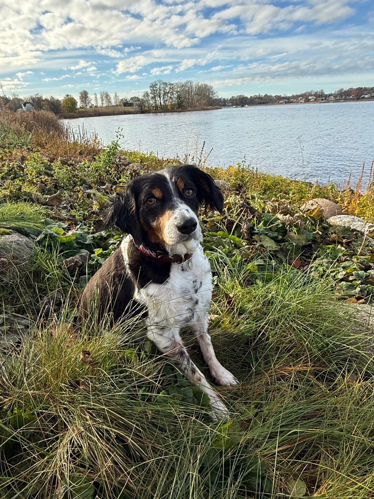 Lucky trenger et besøkshjem