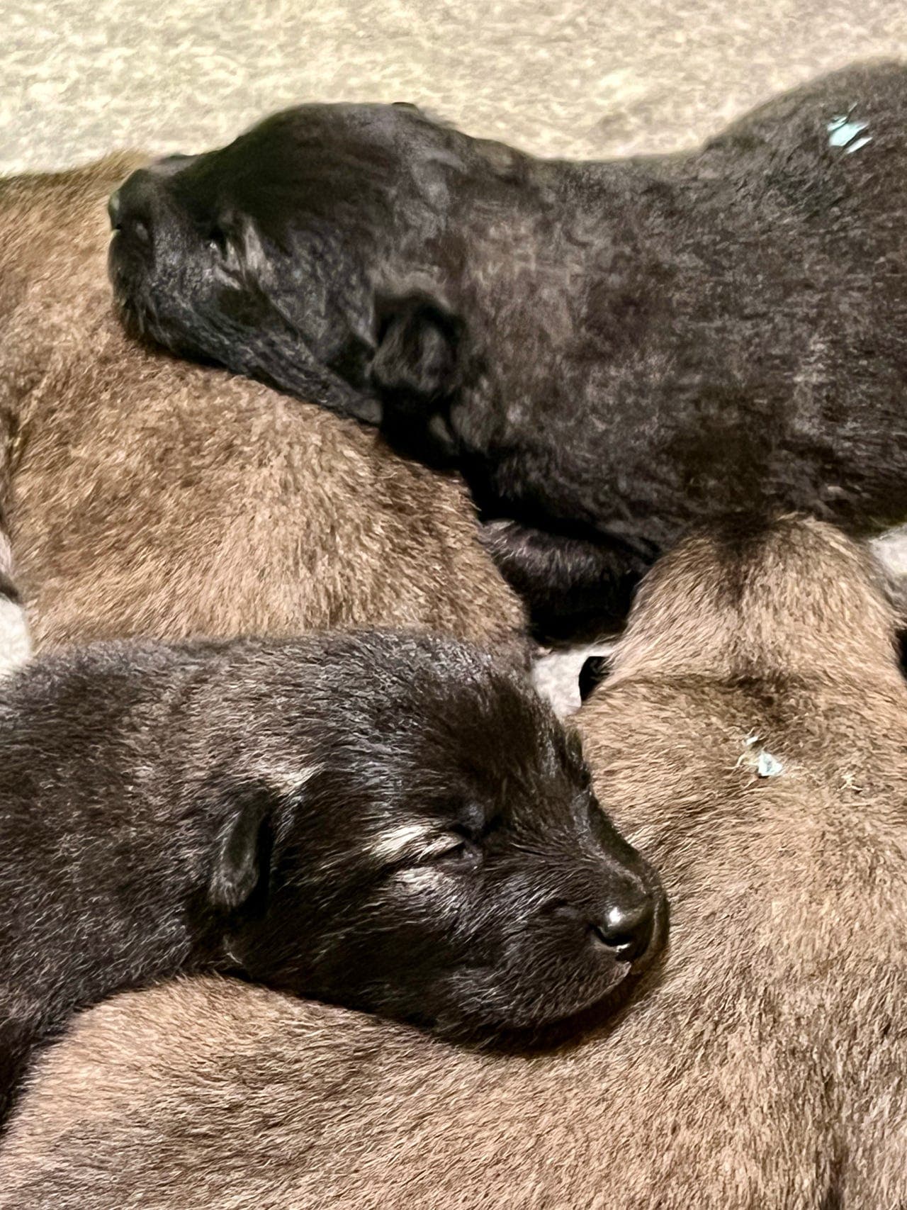 Eurasier hannvalp ledig for salg