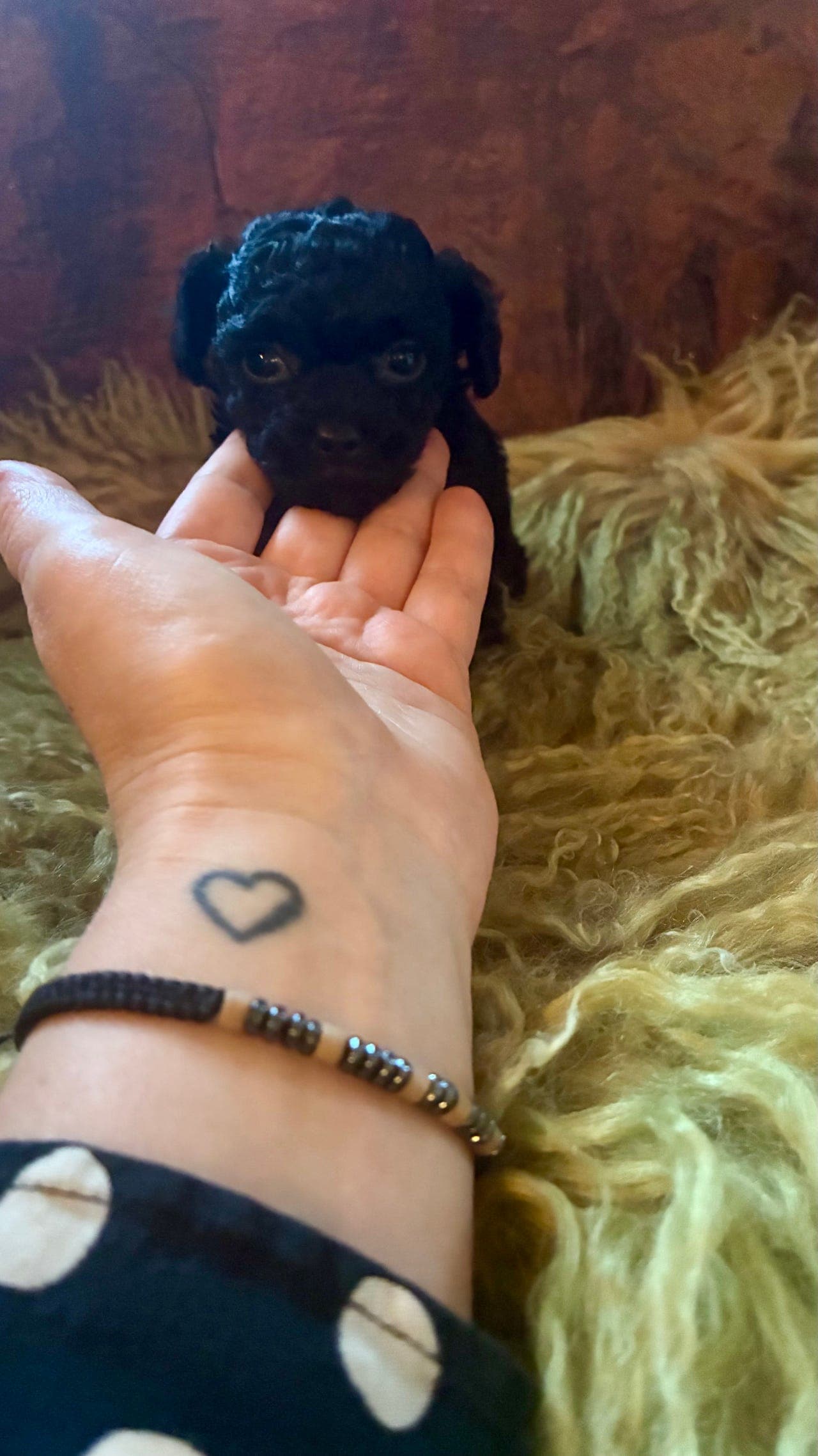 Tea Cup Puddel Toy – liten kropp, stort hjerte og rampete sjarm!