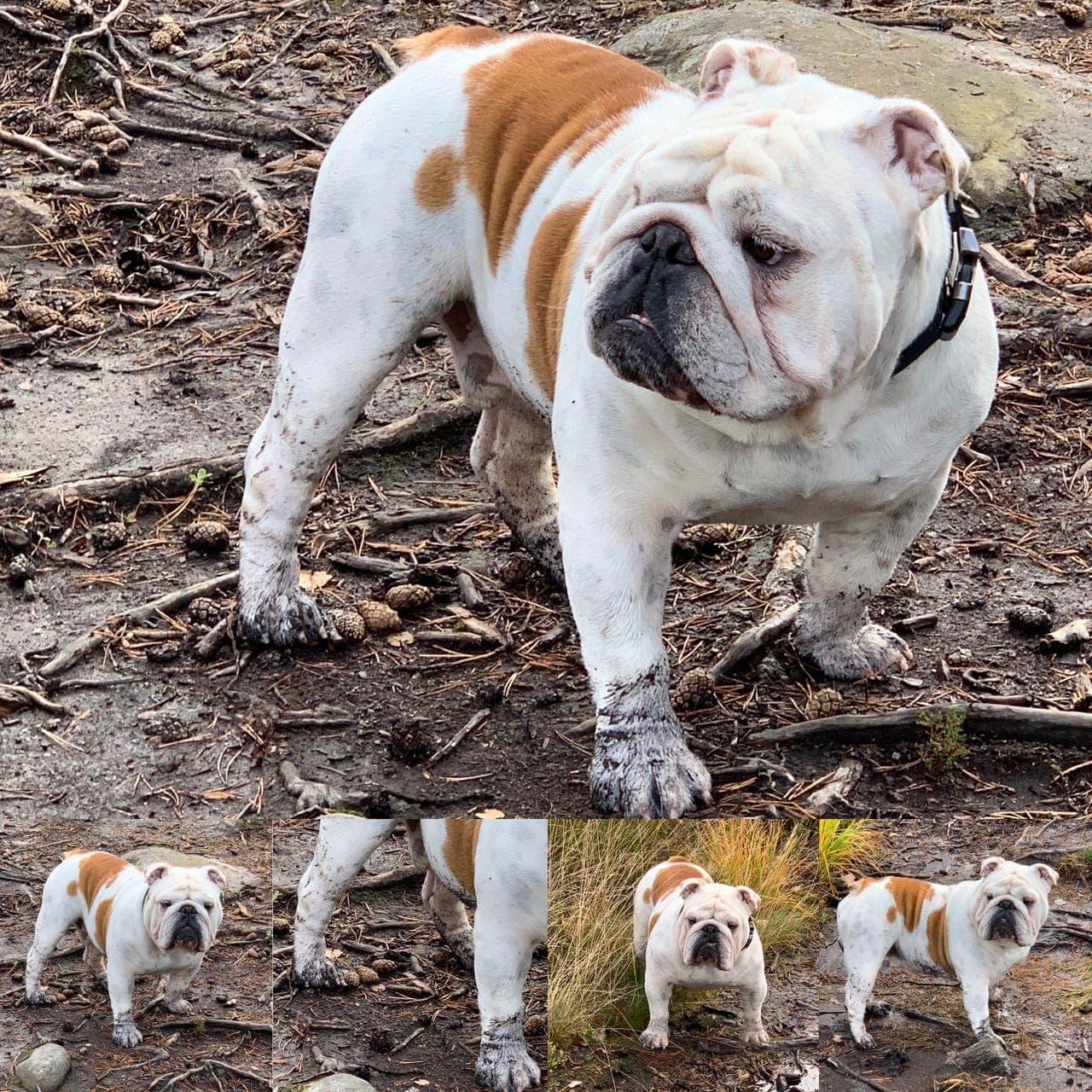 Engelske Bulldogvalper – 2 tisper og 1 hannhund søker sine nye hjem.
