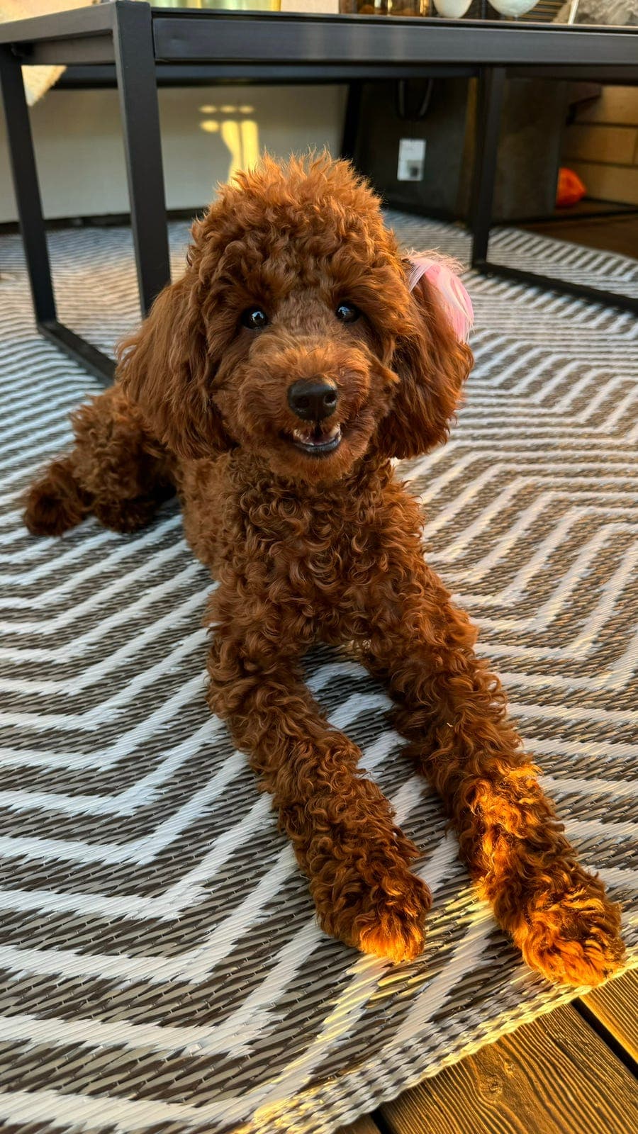 Verdens søteste dvergpuddel trenger mer tid og plass 🐾🤎