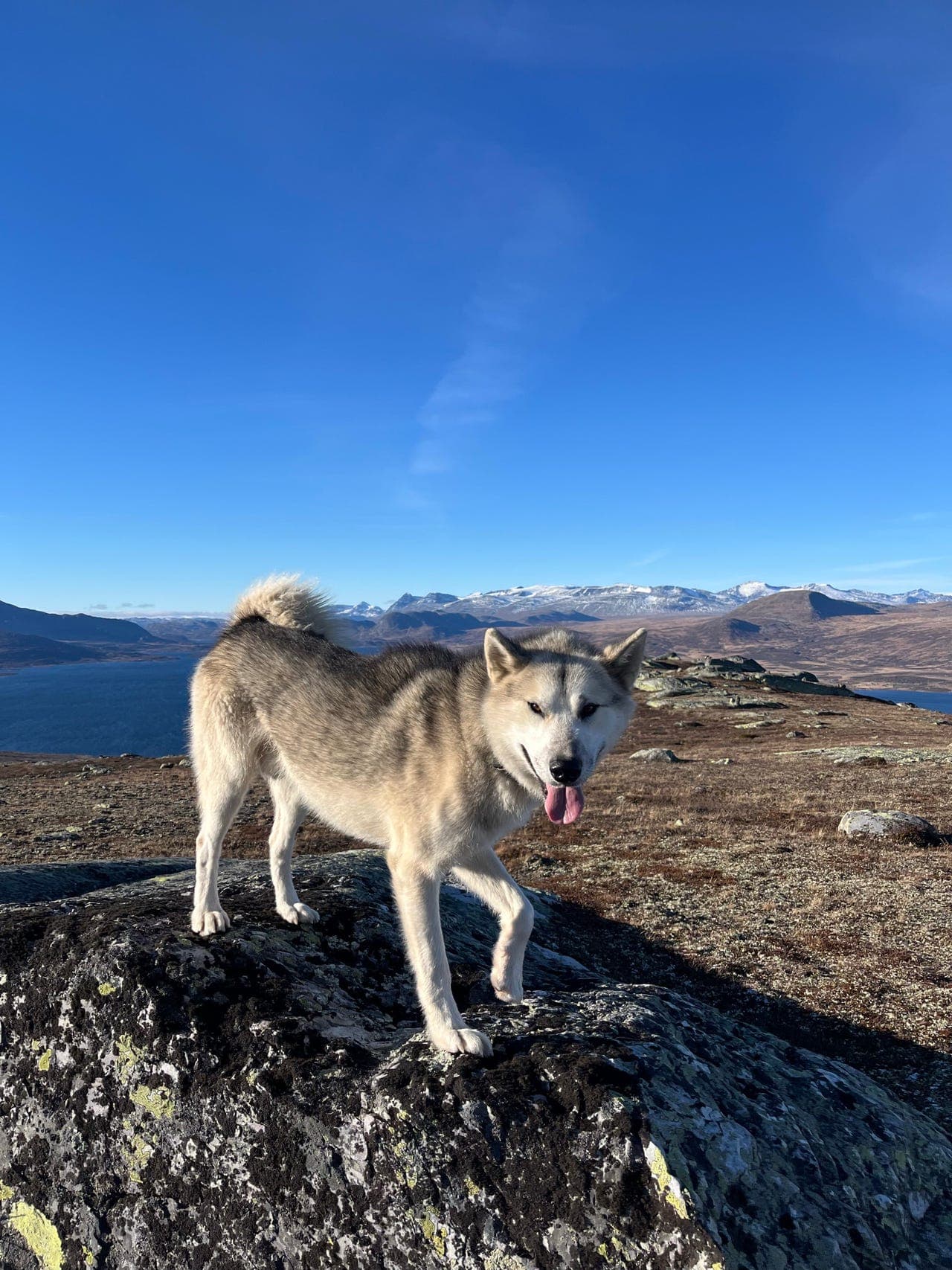 Grønlandshund 1,5 år trenger nytt hjem